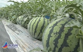 泰安网红市花吃瓜,吃瓜群众的“瓜中皇后”