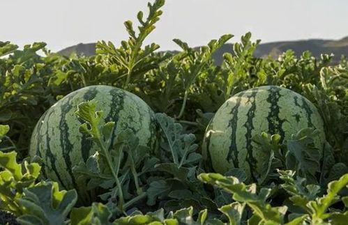 泰安网红市花吃瓜,吃瓜群众的“瓜中皇后”  第3张