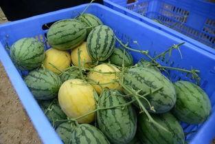 无锡网红吃瓜群微信,揭秘网络社交圈的幕后故事  第1张