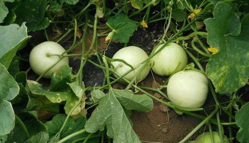 常州网红吃瓜事件真相,揭秘背后真相与争议