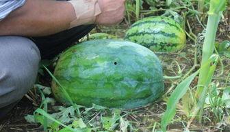 山西吃瓜事件网红叫什么,揭秘“瓜农哥”的爆红之路  第1张