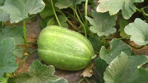 山西吃瓜事件网红叫什么,揭秘“瓜农哥”的爆红之路  第3张