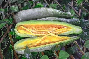 西昌网红吃瓜,揭秘网红圈背后的故事