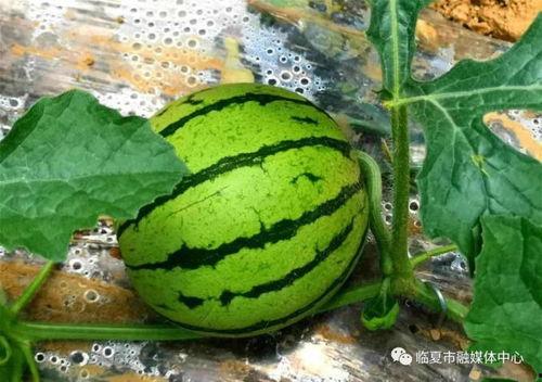 临夏网红吃瓜事件,揭秘网络舆论背后的真相与争议  第2张